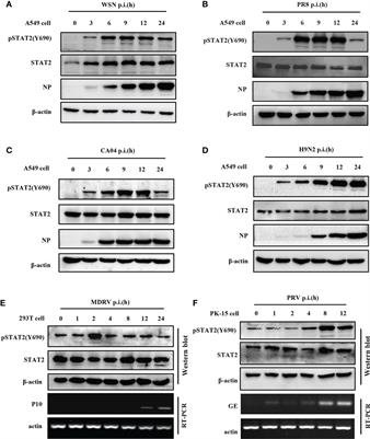 Initial activation of <mark class="highlighted">STAT2</mark> induced by IAV infection is critical for innate antiviral immunity